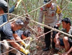 Manusia Ditemukan Tinggal Kerangka di Hutan Buton Diduga Dimangsa Ular Piton