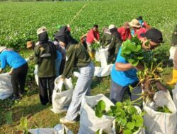 Relawan Membersihkan Sungai Bengawan Solo yang Tertutup Eceng Gondok dalam Jarak 5 KM