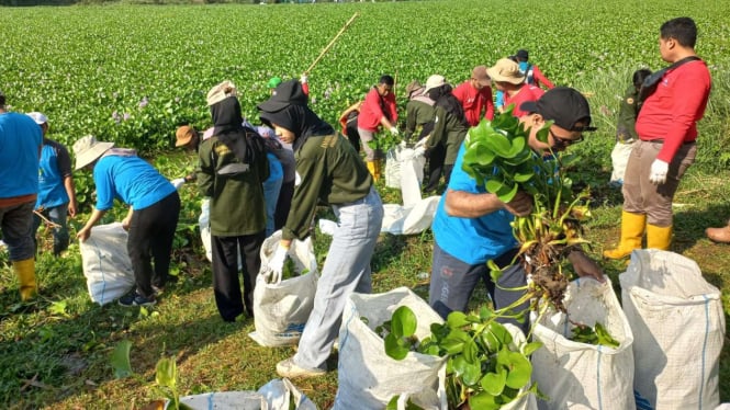 Relawan Membersihkan Sungai Bengawan Solo yang Tertutup Eceng Gondok dalam Jarak 5 KM