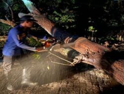 Banjir dan Pohon Tumbang Melanda Depok dan Tangerang Akibat Hujan Deras Semalam