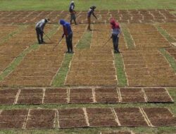 Jelang Pemilihan, 3 Capres Diminta untuk Tetap Memperhatikan Keberlangsungan Industri Tembakau terkait RPP Kesehatan