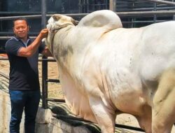 Penampakan Sapi Kurban Milik Jokowi di Binjai Berbobot 860 Kg Dengan Harga Rp 90 Juta