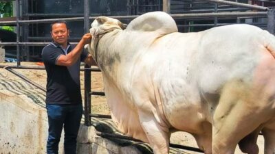 Penampakan Sapi Kurban Milik Jokowi di Binjai Berbobot 860 Kg Dengan Harga Rp 90 Juta