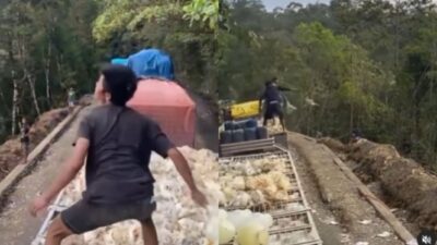 Mengalami Kemacetan Selama Dua Hari di Sulawesi, Truk Angkut Ratusan Ayam Mati dan Dibuang ke Jurang