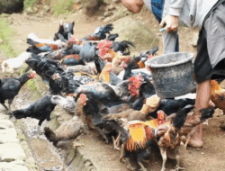 Jampinang, Pohon Pancasila yang Dihidupkan Kembali oleh Yayasan Paseban