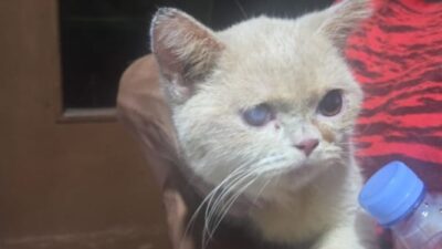 9 Penjarah Ditangkap: Penampilan Kucing Uya Kuya Saat Ditemukan