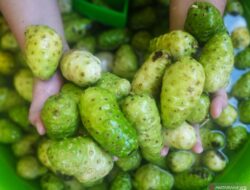 7 Manfaat Mengkudu Jarang Diketahui untuk Kesehatan