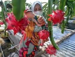 10 Manfaat Smoothies Buah Naga dan Pisang untuk Energi Tubuh