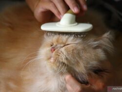 8 Cara Mudah Menghilangkan Bulu Kucing di Baju: Tips Ampuh SEO